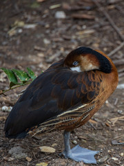 Sleeping duck