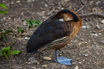 Sleeping duck