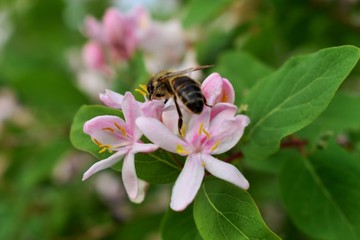 bee on flower