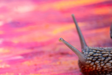 snail eyes shot close up on a colorful background with free space on the left