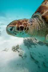 Fototapeta premium turtle swims in the clear ocean water