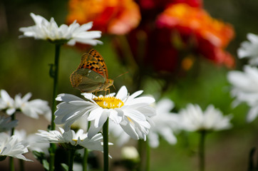 butterfly sits on a camomile flower. Soft focus.