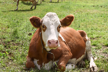 mucca stalla allevamento fattoria pascolo 