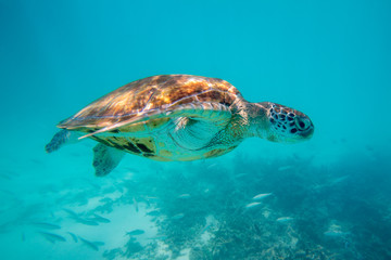 Obraz premium turtle swims in the clear ocean water