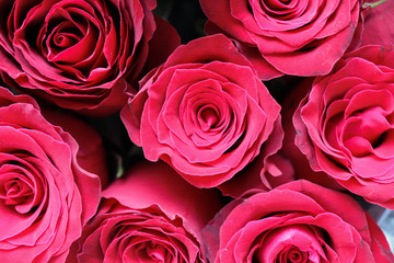 greeting card design. bouquet of red roses on a white background. congratulation. invitation