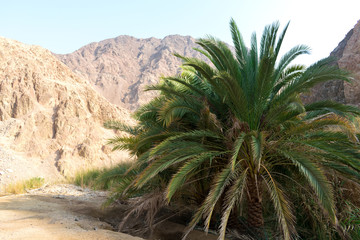 Fototapeta na wymiar View of mountain oasis Chebika, Sahara desert, Tunisia, Africa