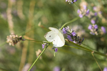 White butterfly on lavender (lavendula). Beautiful butterfly on a flower in selective focus. To collect nectar on the delicate flowers of lavender. Insects pollinate plants.