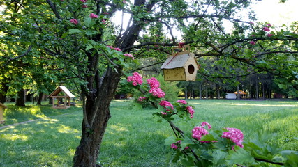 Fototapeta na wymiar Birdhouse on a flowering tree