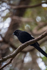 Black bird on a branch