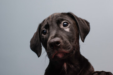 A closeup portrait of a cute chocolate brown puppy up for pet adoption at the local animal rescue