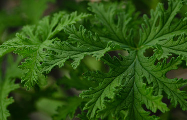 Close up macro shot of a citronella plant known as a mosquito repellent