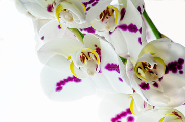 Closeup macro shot of white orchids with purple spots and yellow stamens on a white background