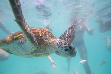 turtle swims in the clear ocean water
