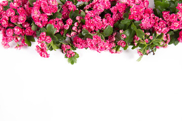 Midland hawthorn (Crataegus laevigata) branch with blossoms on a white background with text space