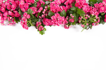 Midland hawthorn (Crataegus laevigata) branch with blossoms on a white background with text space