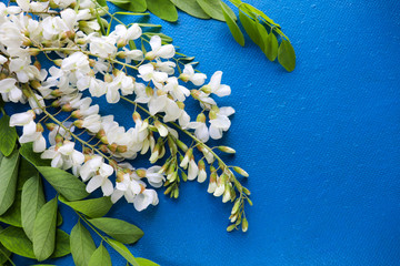 postcard mockup. branches of white acacia on a blue background. congratulation. invitation