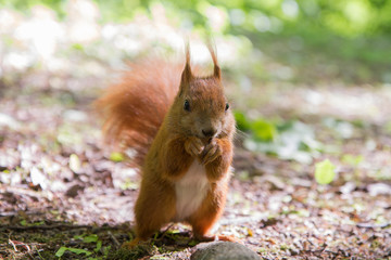Red squirrel sitting on the ground and eating