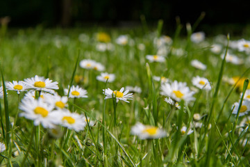 Daisy flowers blooming in a meadow