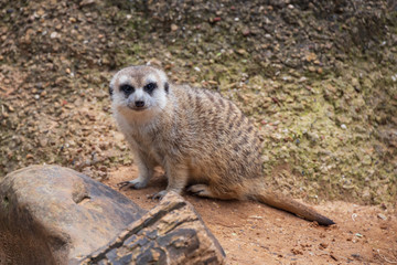 meerkat on guard