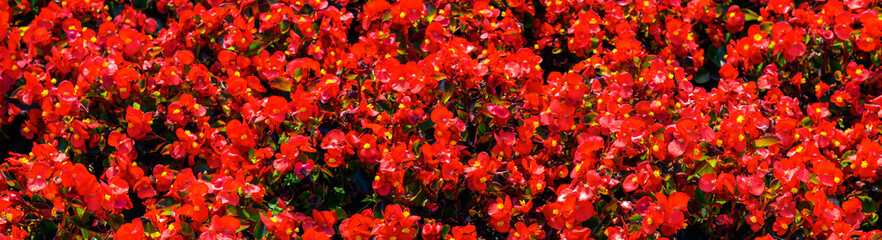 Naklejka na ściany i meble background of red little flowers. Panoramic image