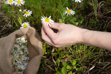 female hands collect healing chamomile