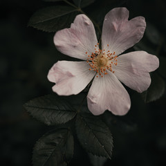 pink and white flower