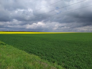 A green field by the roadside and yellow rapeseed field under a blue sky and clouds