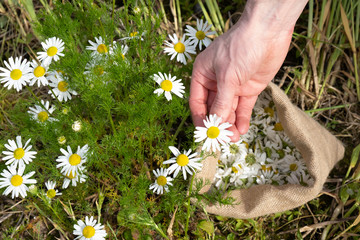 a man collects a bag of medicinal chamomile
