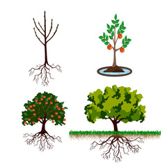 Stages of growth tree from sprout to adult plant