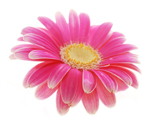 pink gerber daisy isolated on white