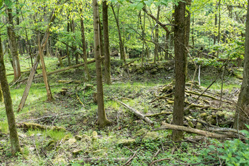 natural landscape in the national park sumava in czech republic