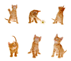 set of cats isolated