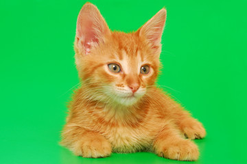 red cat on green background