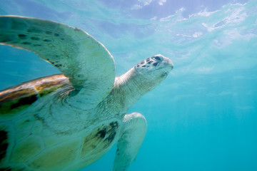 turtle swims in the clear ocean water