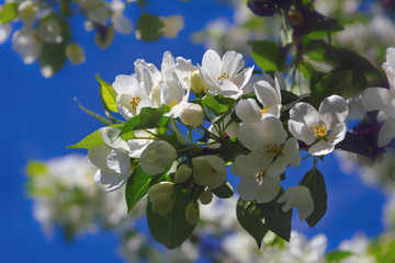 Snow-white spring flowers of a wild apple tree against a blue, cloudless sky.