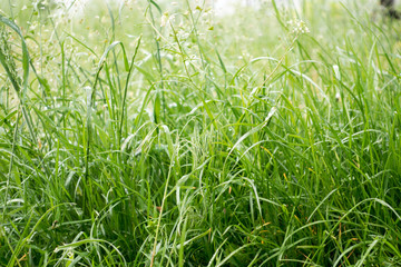 Dew drops on the grass shining in the morning rays of sun.