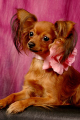 chihuahua puppy with pink ribbon