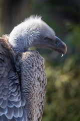 Vulture