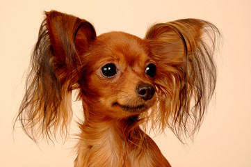 Naklejka premium portrait of a chihuahua