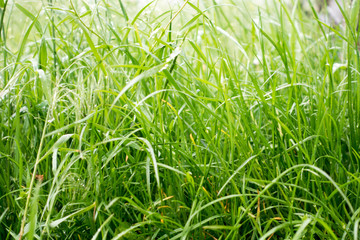 Dew drops on the grass shining in the morning rays of sun.