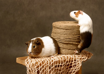 guinea pig in a basket
