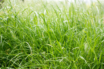 Dew drops on the grass shining in the morning rays of sun.