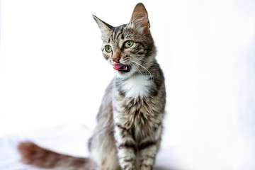 beautiful tabby cat licks its nose on a white background, feeding a cat