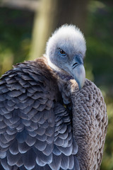 Vulture