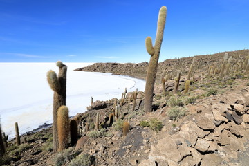 View of the Salar de Uyuni salt desert from the Incahuasi island overgrown with cactuses in Bolivia