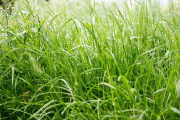 Obraz premium Dew drops on the grass shining in the morning rays of sun.