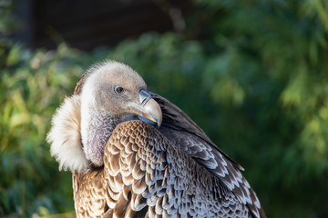 Vulture