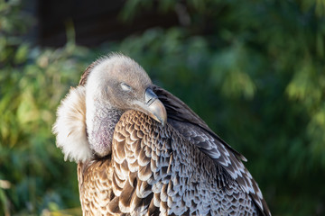 Vulture, close-up