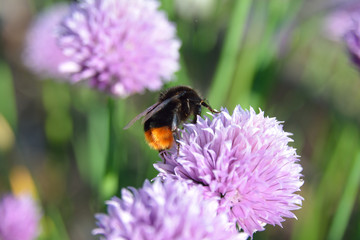 Closeup shot of a Honey bee on chive flowers