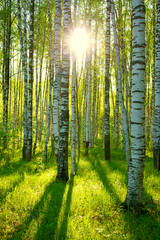 Forest in the sun. Natural background. Nature. Birch Grove